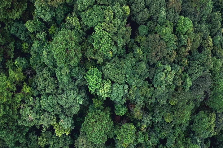 Trees in a forest seen from above